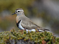 Rufous-chested-Dotterel